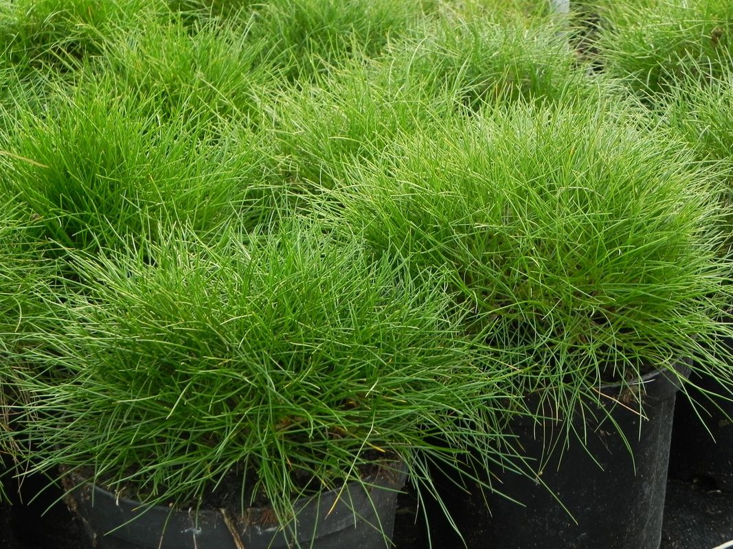 Festuca gautieri / scoparia
