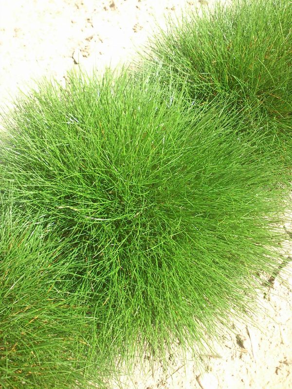 Festuca gautieri / scoparia