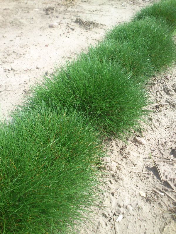 Festuca gautieri / scoparia