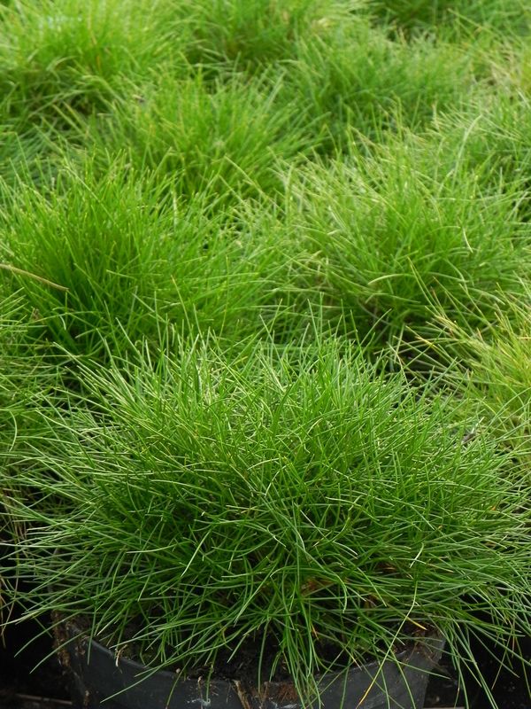 Festuca gautieri / scoparia