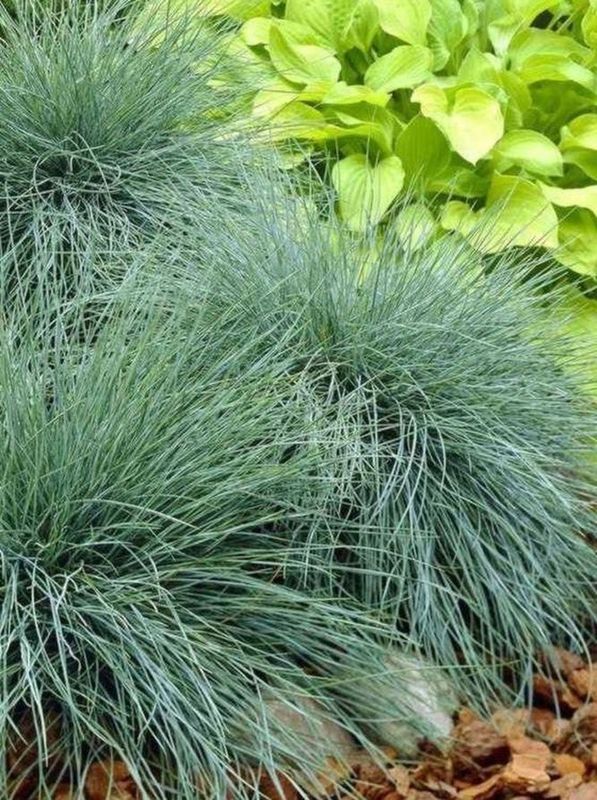 Festuca glauca