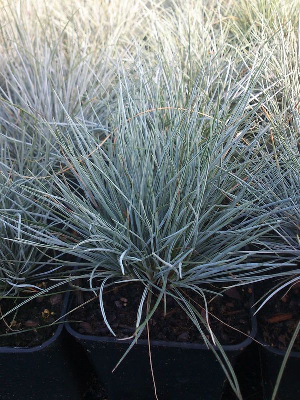Festuca glauca ‘Silbersee’