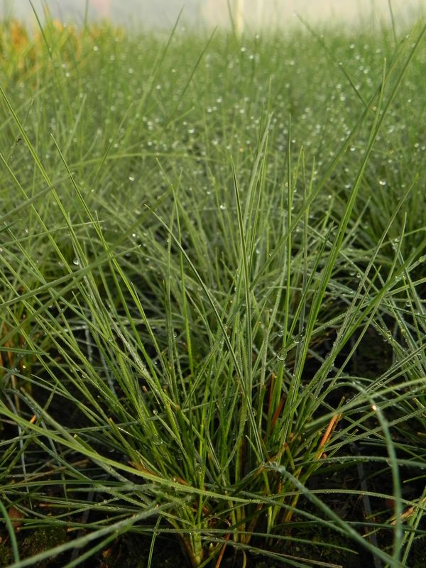 Festuca glauca ‘Auslese’