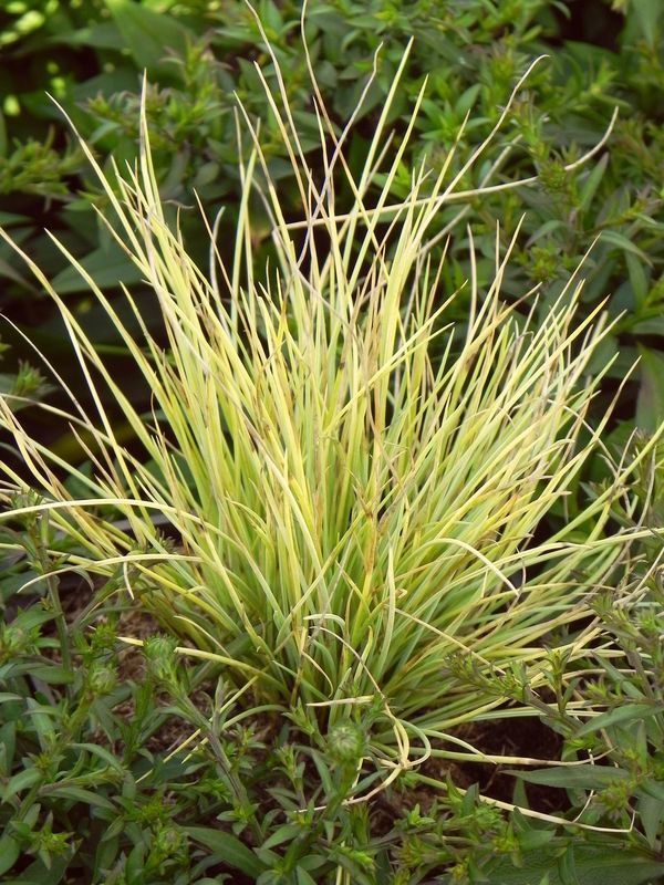Festuca glauca ‘Golden Toupee’