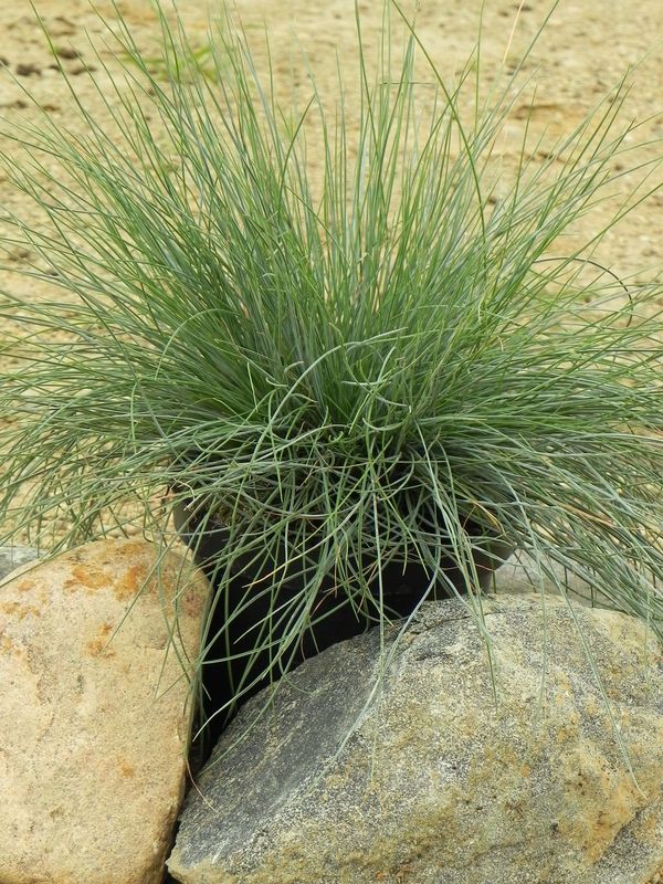 Festuca glauca ‘Festina’