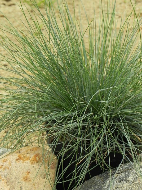 Festuca glauca ‘Festina’