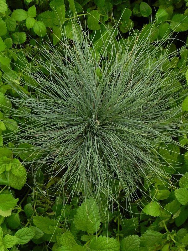 Festuca glauca ‘Festina’