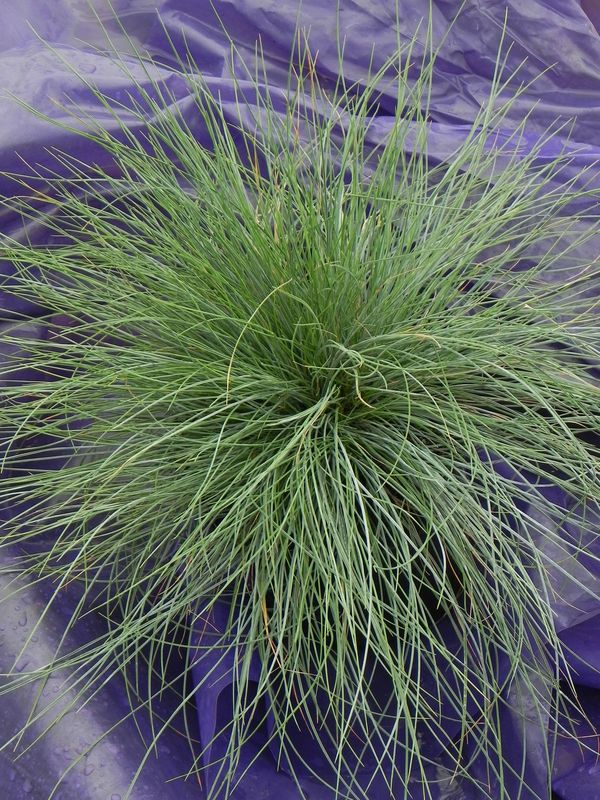 Festuca glauca ‘Festina’