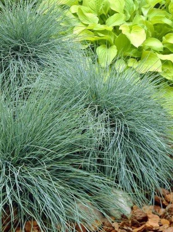 Festuca glauca ‘Elijah Blue’