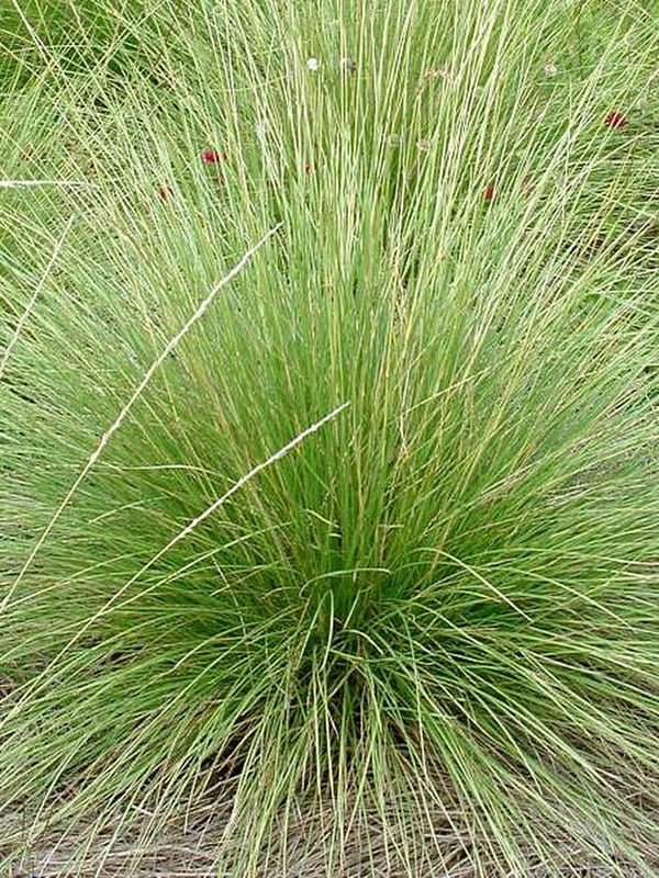 Festuca mairei