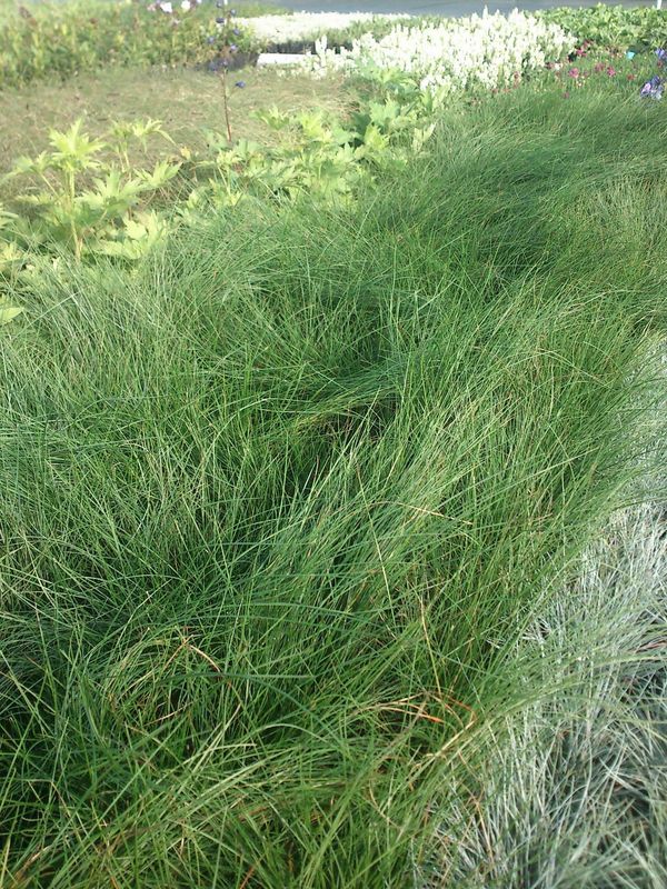 Festuca ovina