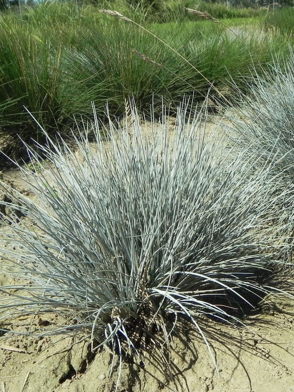 Festuca valesiaca ‘Glaucantha’
