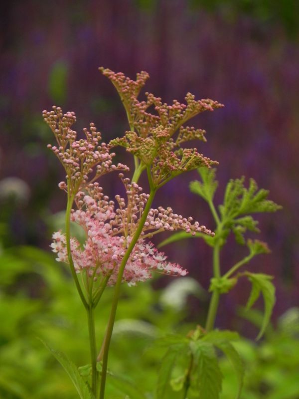Filipendula rubra ‘Ventusa’
