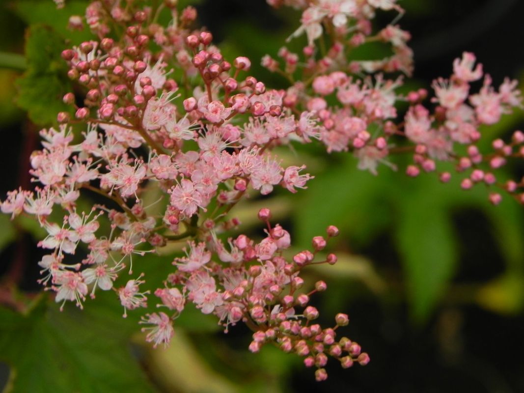 Filipendula rubra ‘Ventusa’
