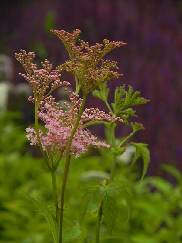 Filipendula rubra ‘Ventusa’