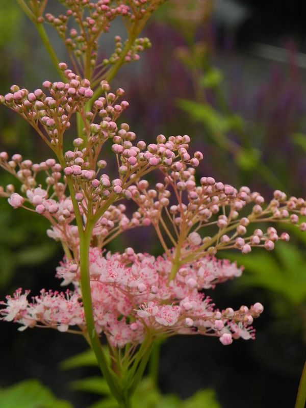 Filipendula rubra ‘Ventusa’