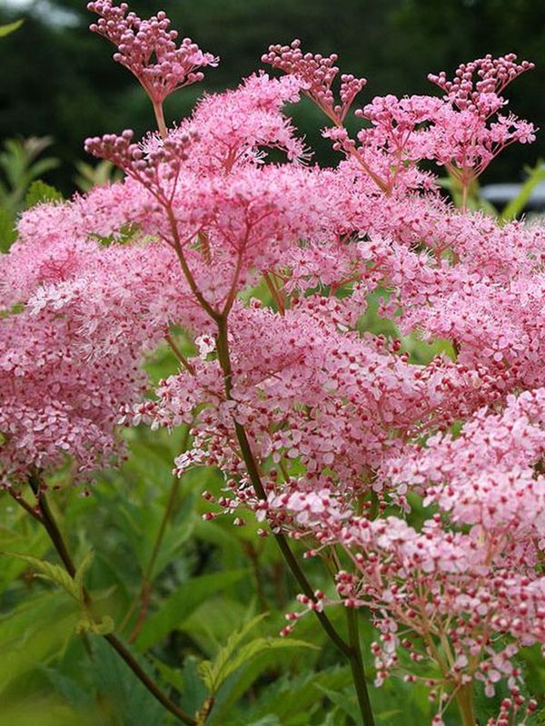 Filipendula rubra ‘Venusta Magnifica’