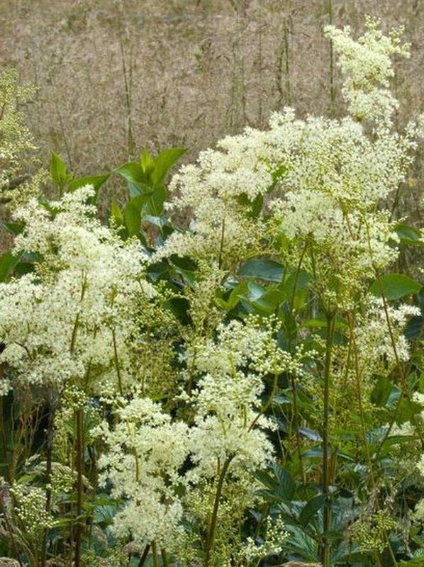 Filipendula ulmaria