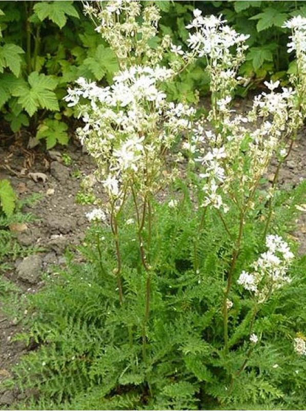 Filipendula vulgaris