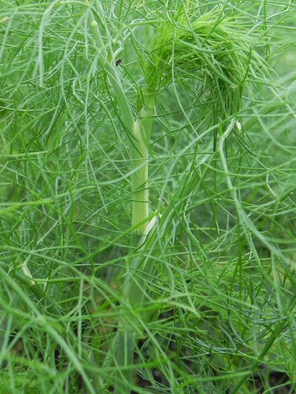 Foeniculum vulgare
