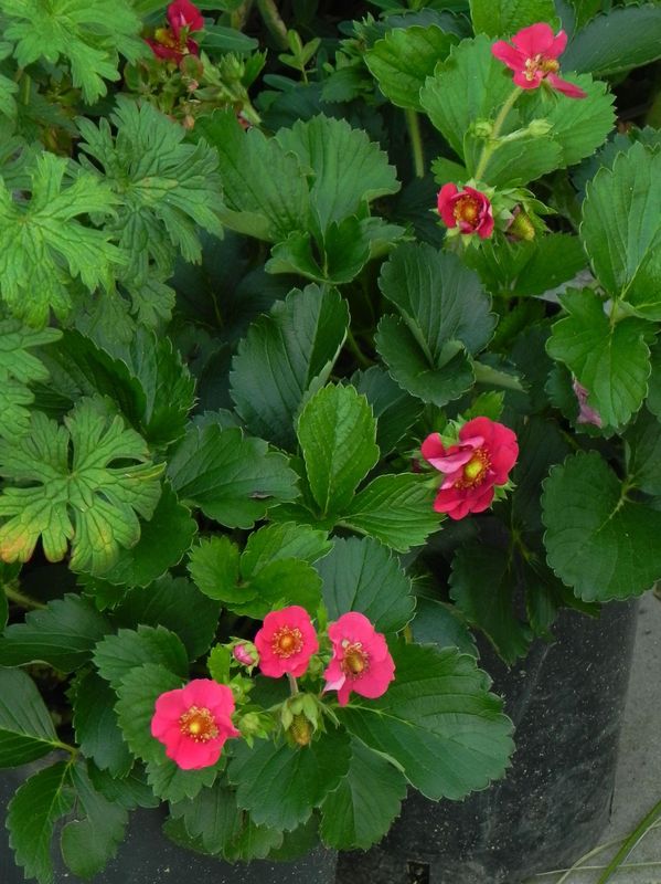 Fragaria x ananassa ‘Compact & Early Tristan F1 Deep Rose’
