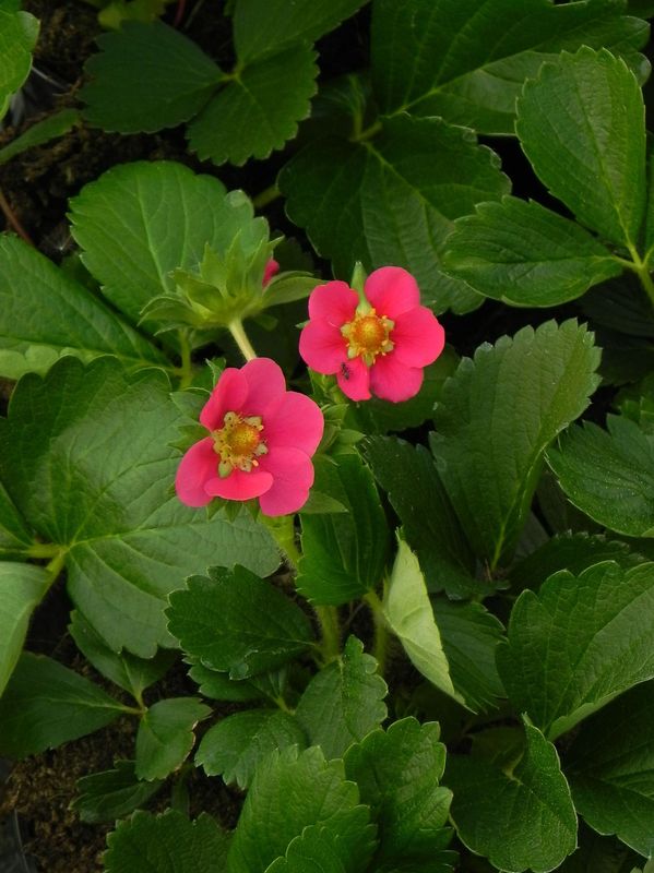 Fragaria x ananassa ‘Compact & Early Tristan F1 Deep Rose’