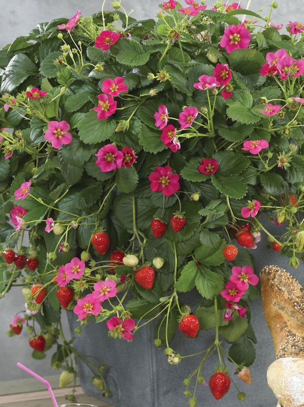 Fragaria x ananassa ‘Vigerous & Sturdy Toscana F1 Deep Rose’