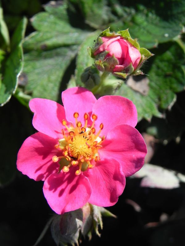 Fragaria hybrida ‘Lipstick’