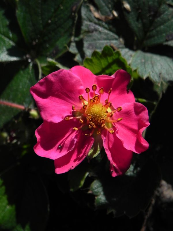 Fragaria hybrida ‘Lipstick’