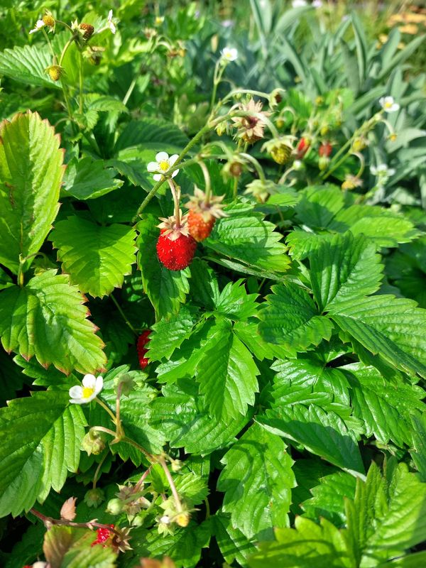 Fragaria vesca ‘Alexandria’