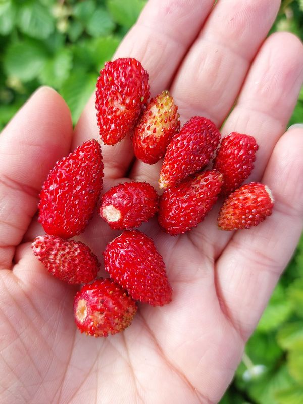 Fragaria vesca ‘Alexandria’