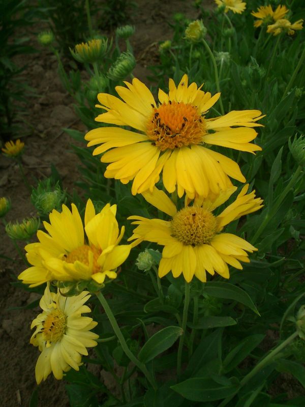 Gaillardia aristata ‘Maxima Aurea’