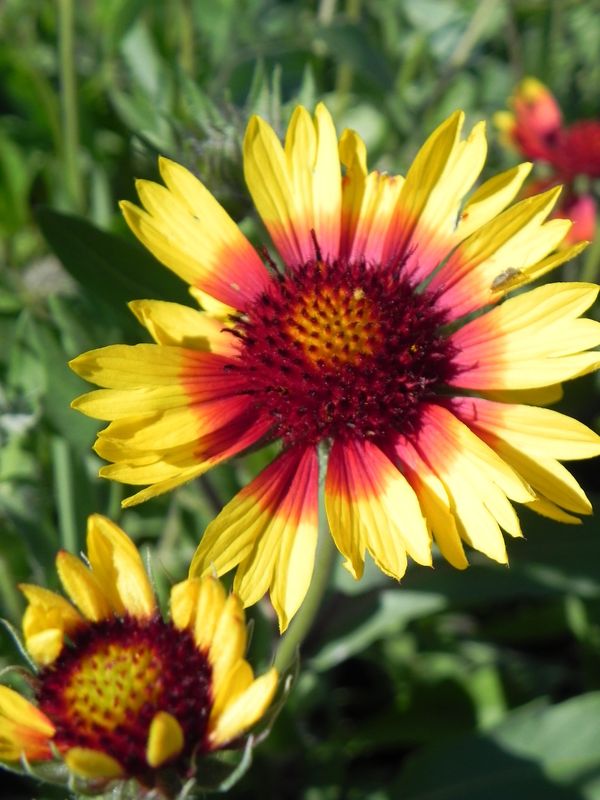 Gaillardia aristata ‘Bremen’
