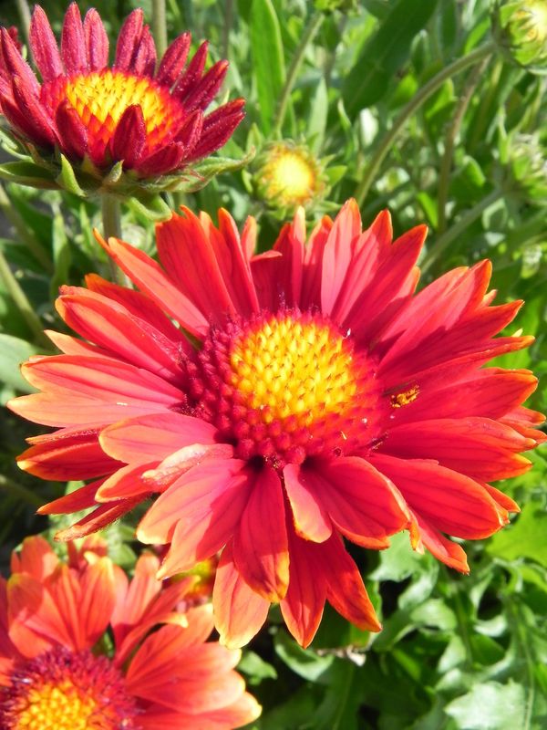 Gaillardia aristata ‘Burgunder’