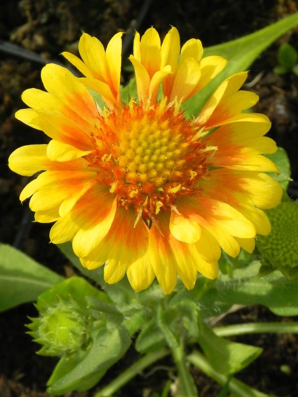 Gaillardia aristata ‘Arizona Apricot’