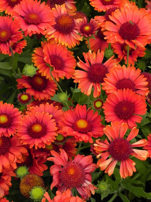 Gaillardia aristata ‘Arizona Red Shades’