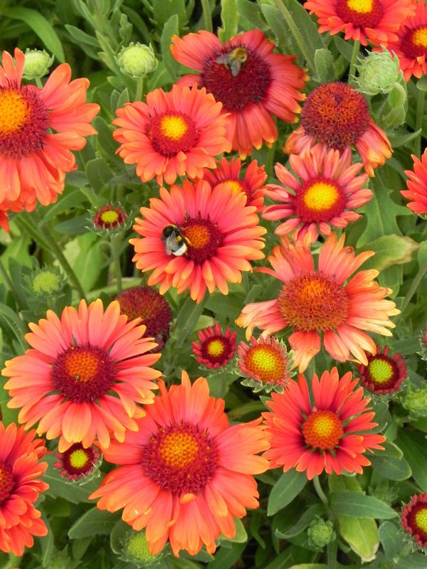 Gaillardia aristata ‘Arizona Red Shades’