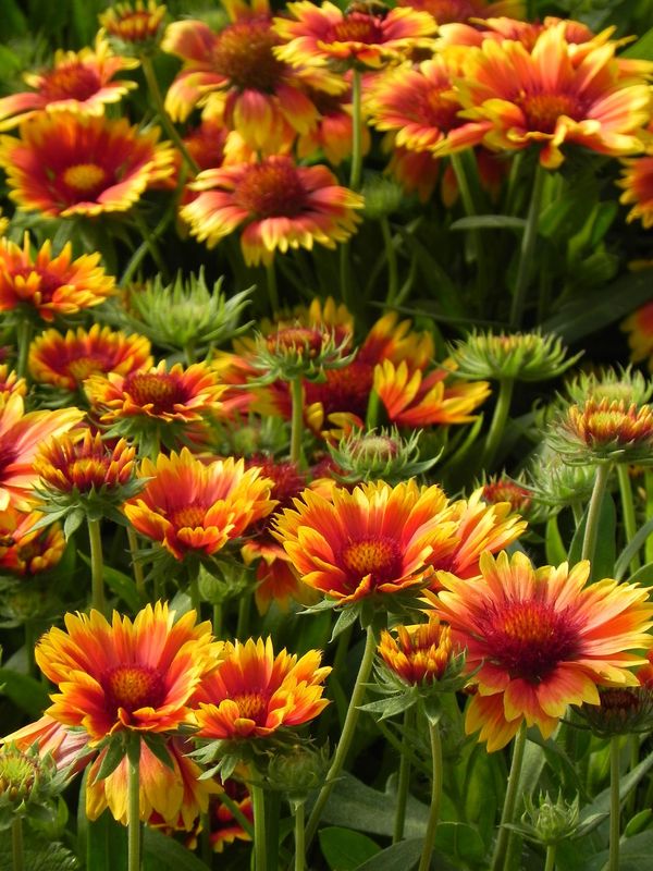 Gaillardia aristata ‘Arizona Sun’
