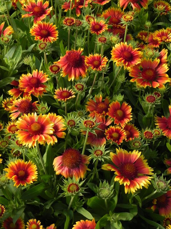 Gaillardia aristata ‘Arizona Sun’