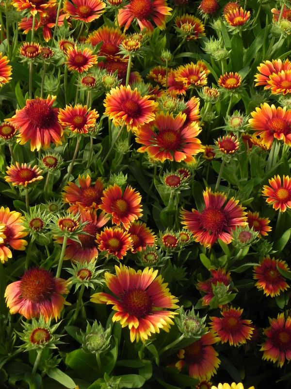 Gaillardia aristata ‘Arizona Sun’