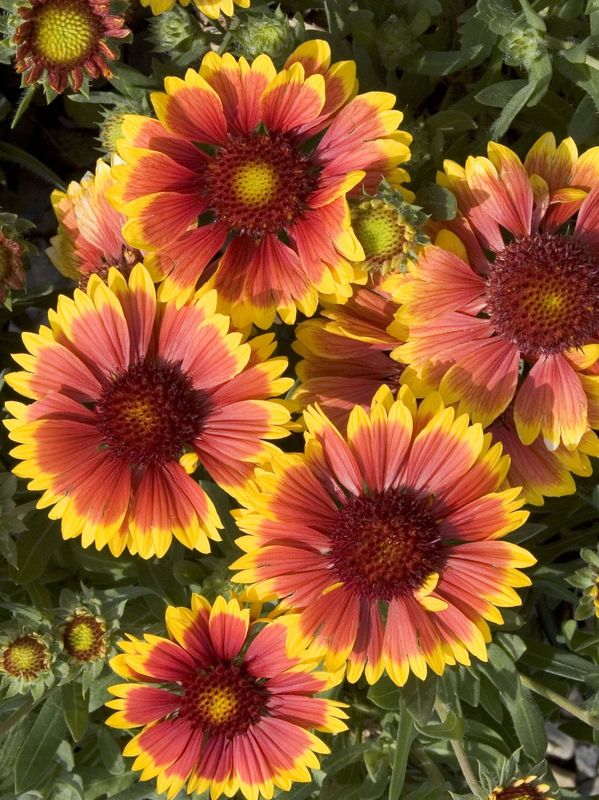 Gaillardia aristata ‘Kobold’