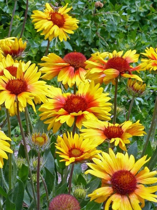 Gailardia aristata ‘Amber Wheels’