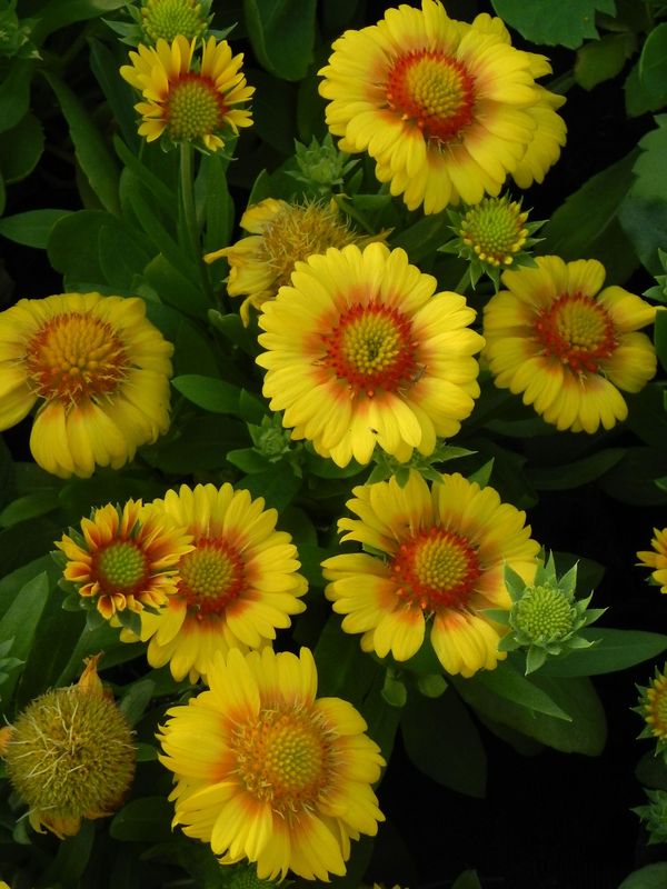 Gaillardia aristata ‘African Sunset’