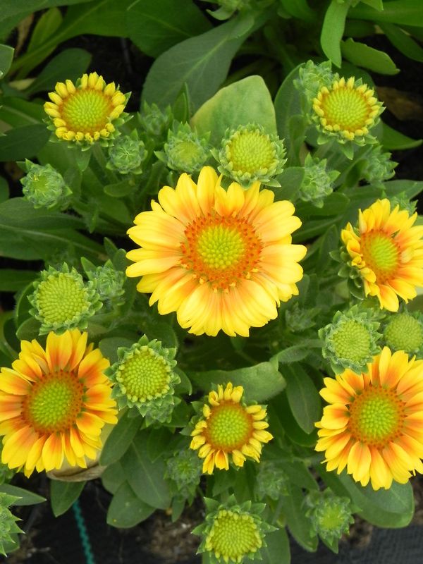 Gaillardia aristata ‘African Sunset’