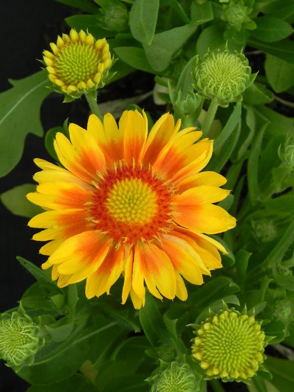 Gaillardia aristata ‘African Sunset’