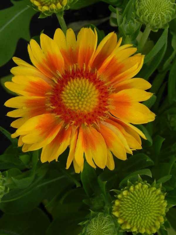 Gaillardia aristata ‘African Sunset’