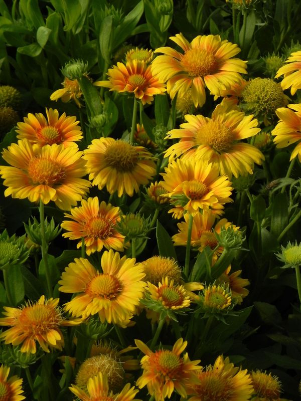 Gaillardia aristata ‘African Sunset’