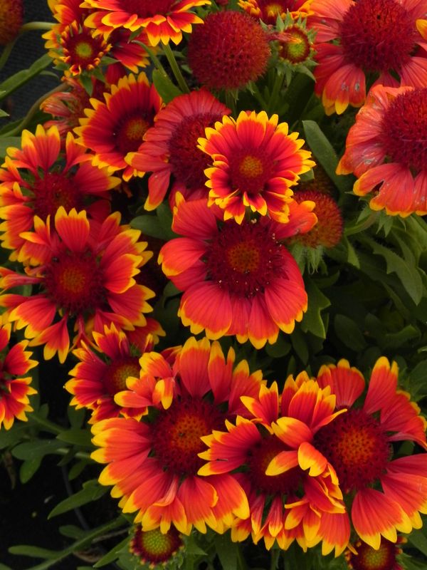 Gaillardia aristata ‘Galya™ Wild Fire’
