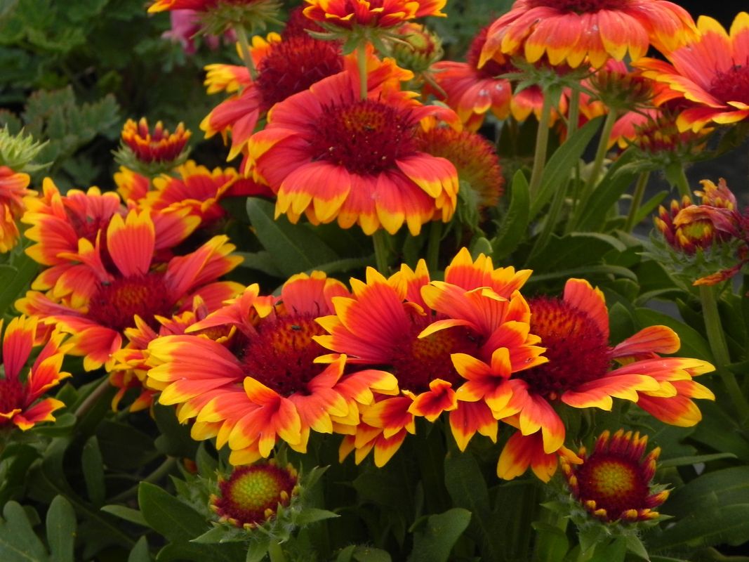 Gaillardia aristata ‘Galya™ Wild Fire’