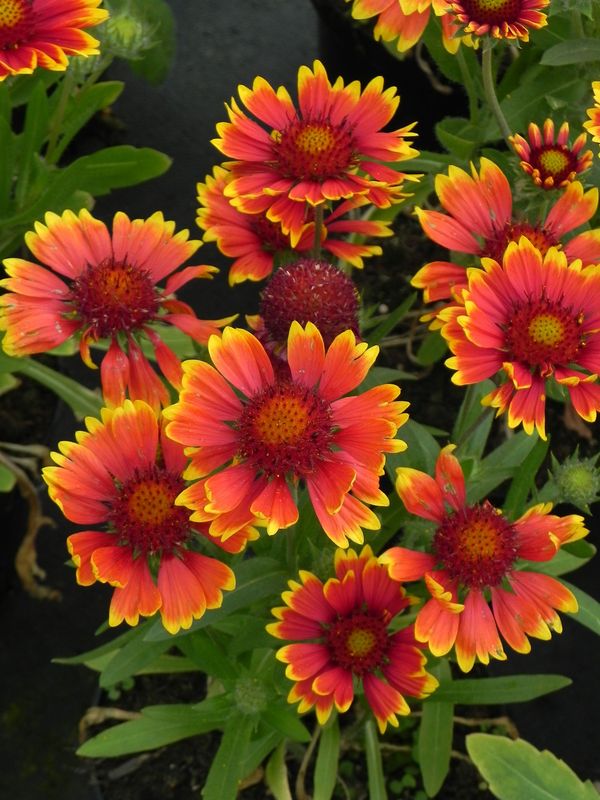 Gaillardia aristata ‘Galya™ Wild Fire’
